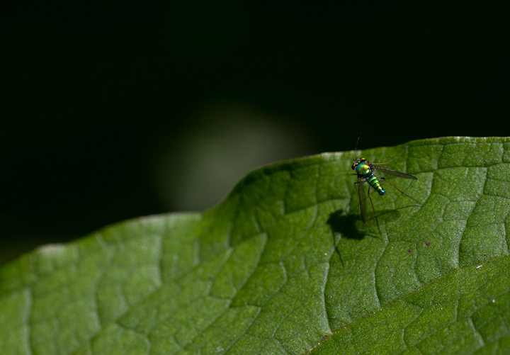 Long-legged Flies in Anne Arundel Co., Maryland (6/10/2012). Photo by Bill Hubick.