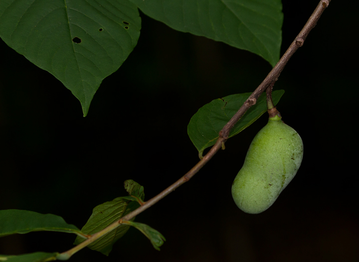 Pawpaw with fruit in Anne Arundel Co., Maryland (6/17/2012). Photo by Bill Hubick.