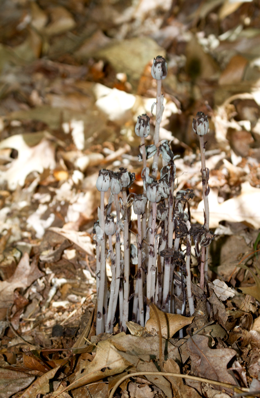 Pine Sap growing in Anne Arundel Co., Maryland (6/10/2012). Photo by Bill Hubick.