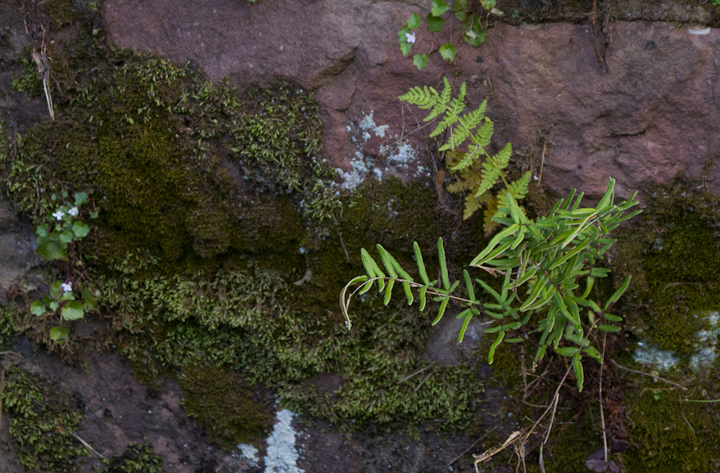 Purple Cliffbrake along the C&O Canal, Montgomery Co., Maryland (7/17/2010). Photo by Bill Hubick.