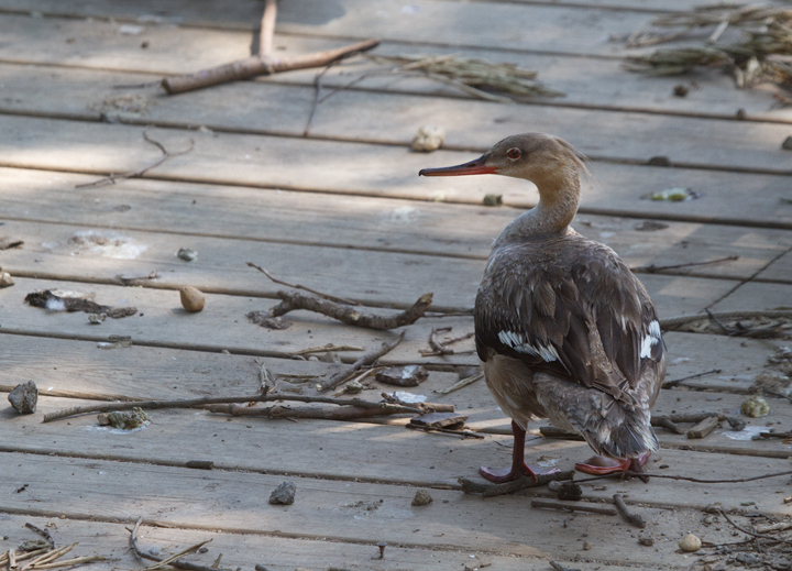 A hen Red-breasted Merganser made an appearance on my neighbor Terry's dock well into May (Anne Arundel Co., 5/12/2012). Photo by Bill Hubick.