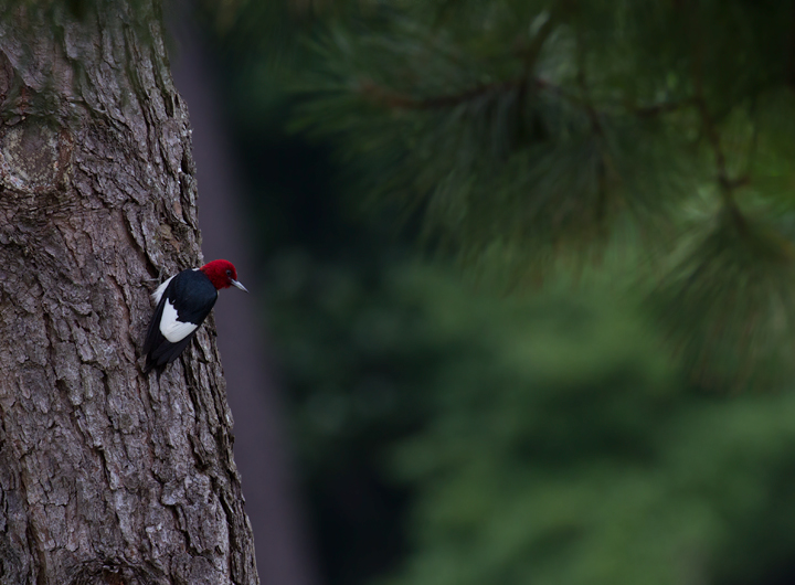 A Red-headed Woodpecker at Rum Pointe Golf Course, Worcester Co., Maryland (6/17/2012). Photo by Bill Hubick.