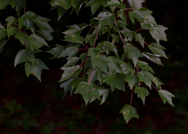 Red Maple in Worcester Co., Maryland (6/17/2012). Photo by Bill Hubick.