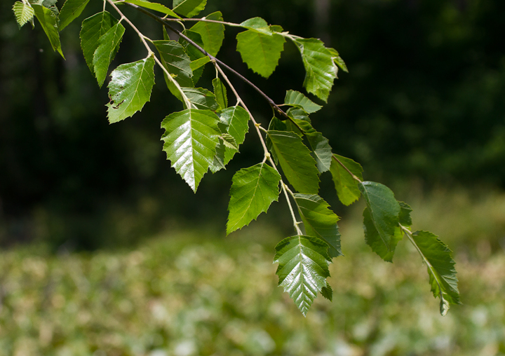 River Birch - Anne Arundel Co., Maryland (6/10/2012). Photo by Bill Hubick.