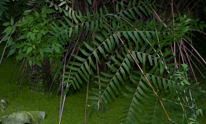 Royal Fern in Wicomico Co., Maryland (6/17/2012). Photo by Bill Hubick.
