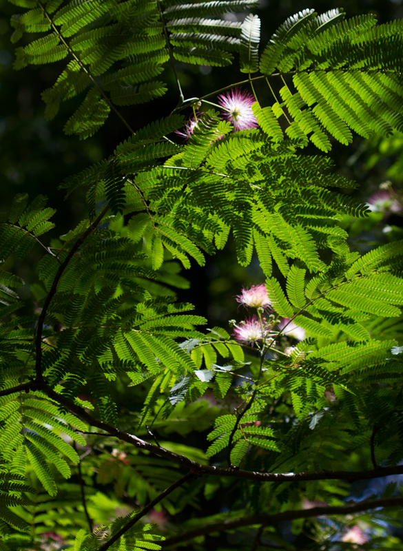 Silktree (Mimosa) bloming in Worcester Co., Maryland (6/17/2012). Photo by Bill Hubick.
