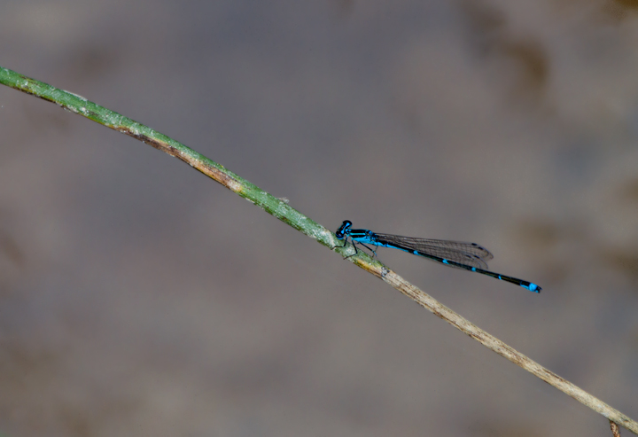 A Stream Bluet in Anne Arundel Co., Maryland (6/17/2012). Photo by Bill Hubick.