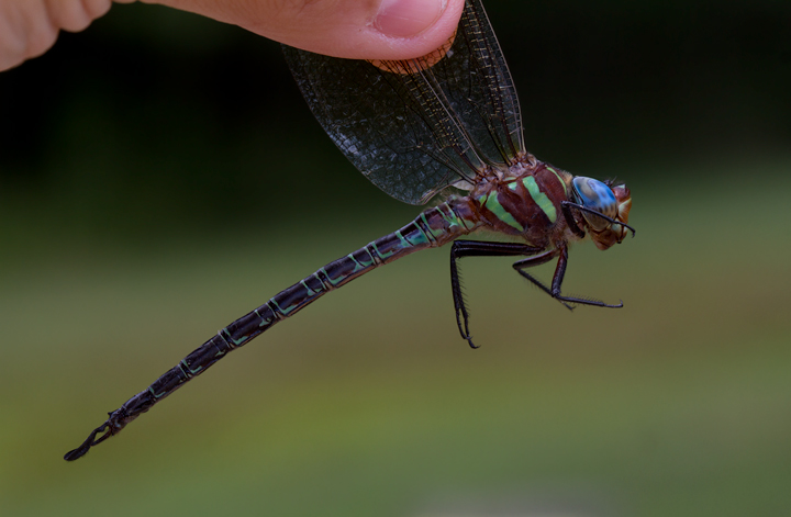 Swamp Darner in Worcester Co., Maryland (6/17/2012). Photo by Bill Hubick.