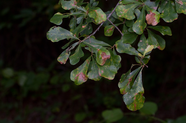Water Oak is common in the Nassawango area of Worcester Co., Maryland (6/17/2012). Photo by Bill Hubick.