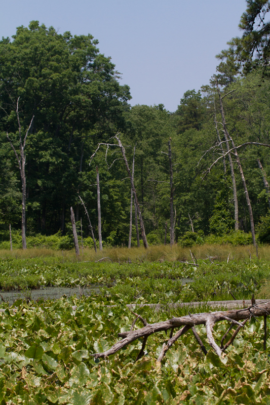 Nice wetland habitat in Anne Arundel Co., Maryland (6/10/2012). Photo by Bill Hubick.
