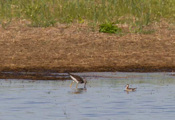 A Wilson's Phalarope in Queen Anne's Co., Maryland (5/7/2010). Photo by Bill Hubick.