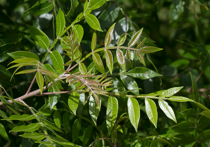 Winged Sumac in Worcester Co., Maryland (6/17/2012). Photo by Bill Hubick.