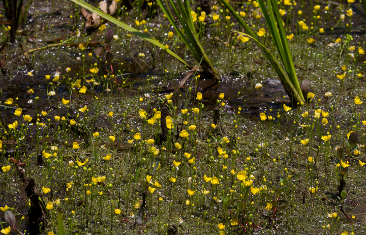 Presumed Zigzag Bladderwort in Anne Arundel Co., Maryland (6/10/2012). These attractive plants are carnivorous, capturing underwater organisms via ingenious pressure-based trapdoors. Photo by Bill Hubick.