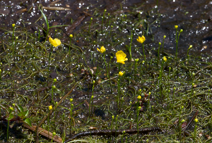 Presumed Zigzag Bladderwort in Anne Arundel Co., Maryland (6/10/2012). These attractive plants are carnivorous, capturing underwater organisms via ingenious pressure-based trapdoors. Photo by Bill Hubick.