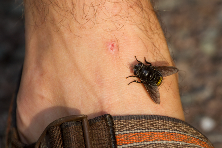 A Tachinid Fly (<em>Belvosia borealis</em>) making Mikey Lutmerding uncomfortable in Garrett Co., Maryland (7/8/2012). Photo by Bill Hubick.