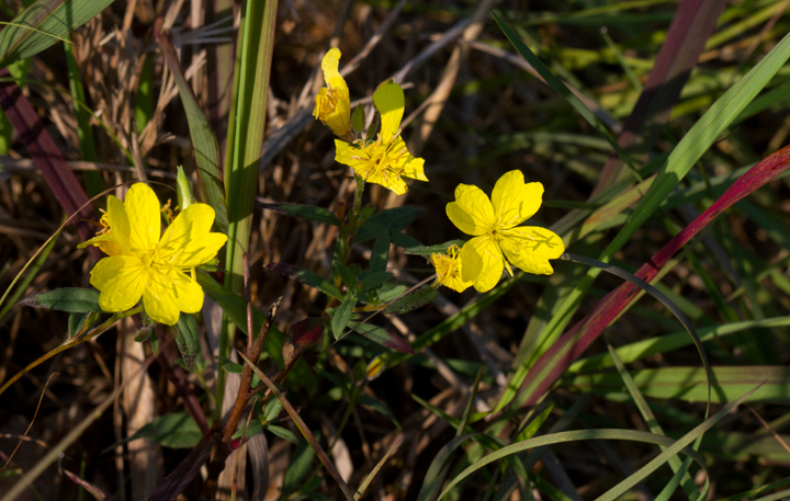 Little Evening Primrose, or Little Sundrops, in Baltimore Co., Maryland (7/1/2012). Photo by Bill Hubick.