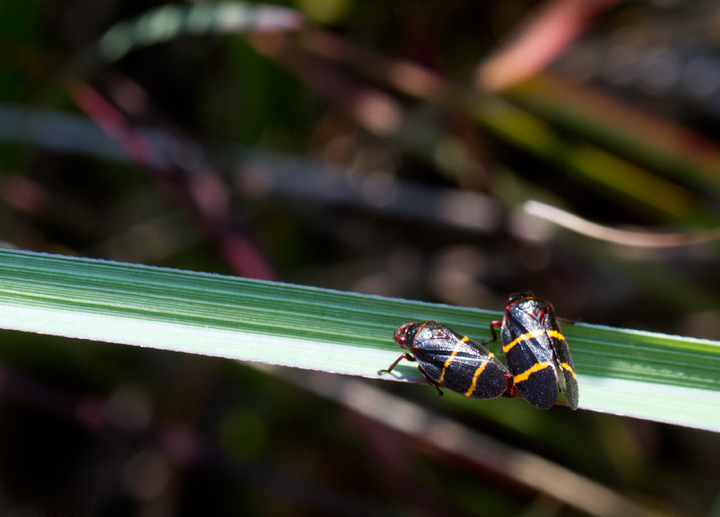 Two-lined Spittlebugs (<em>Prosapia bicincta</em>) in Baltimore Co., Maryland (7/1/2012). Photo by Bill Hubick.