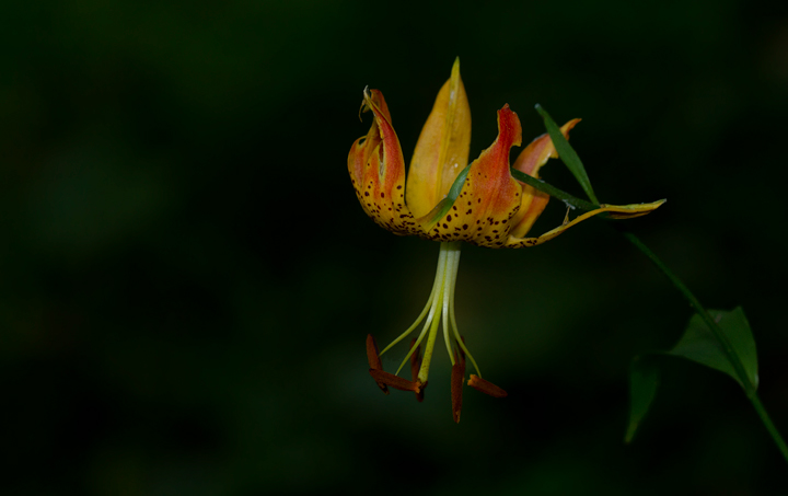 A Turk's-cap Lily in Garrett Co., Maryland (7/8/2012). Photo by Bill Hubick.