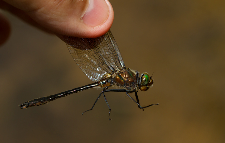An American Emerald in Garrett Co., Maryland (7/8/2012). Photo by Bill Hubick.