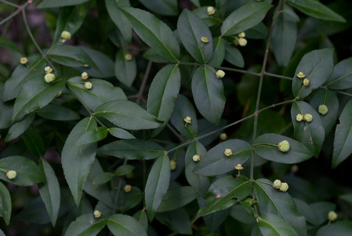 American Strawberry Bush in Worcester Co., Maryland (6/17/2012). Photo by Bill Hubick.