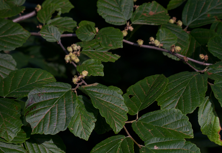 American Witch-hazel in Garrett Co., Maryland (7/8/2012). Photo by Bill Hubick.