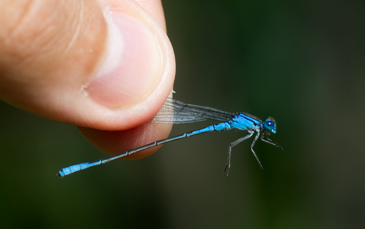 A male Azure Bluet in Garrett Co., Maryland (7/8/2012). Photo by Bill Hubick.