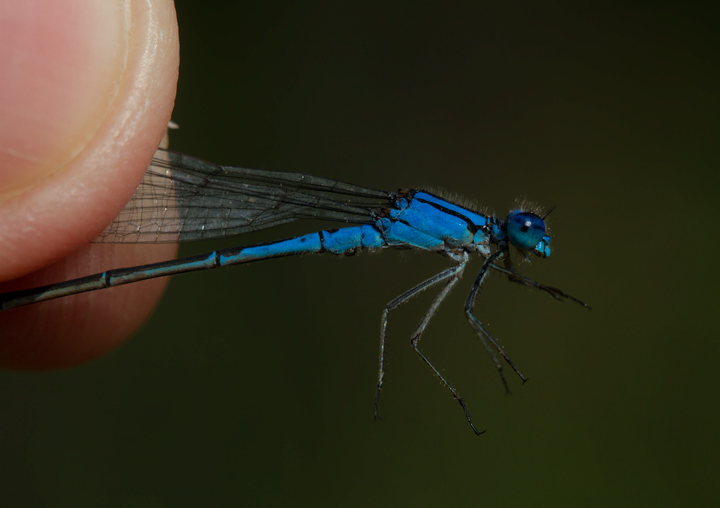 A male Azure Bluet in Garrett Co., Maryland (7/8/2012). Photo by Bill Hubick.