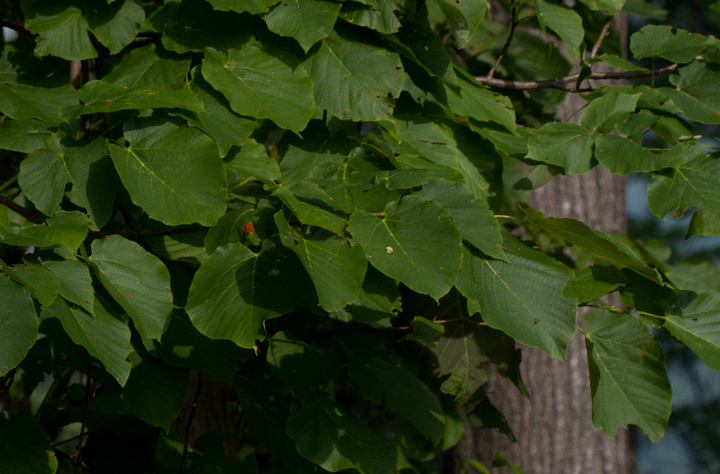 American Basswood leaves in Garrett Co., Maryland (7/8/2012). Photo by Bill Hubick.
