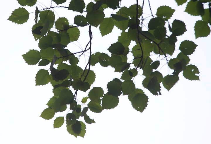 Bigtooth Aspen in Garrett Co., Maryland (7/8/2012). Photo by Bill Hubick.