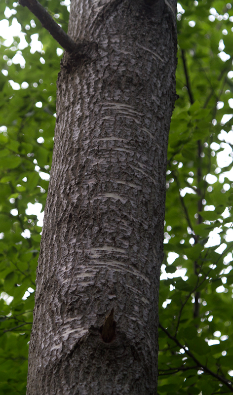 Bigtooth Aspen in Garrett Co., Maryland (7/8/2012). Photo by Bill Hubick.