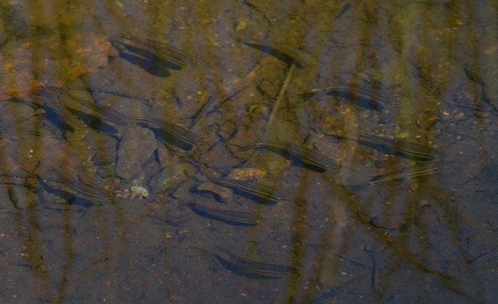 Black-nosed Dace in Baltimore Co., Maryland (7/1/2012). Photo by Bill Hubick.