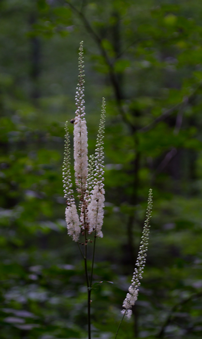 Black Cohosh blooming in Garrett Co., Maryland (7/8/2012). Photo by Bill Hubick.