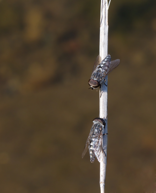 Black Horseflies sharing a moment in Baltimore Co., Maryland (7/1/2012). Photo by Bill Hubick.