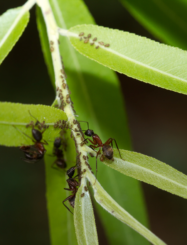 Ants farming aphids on a Black Willow in Anne Arundel Co., Maryland (7/15/2012). Photo by Bill Hubick.