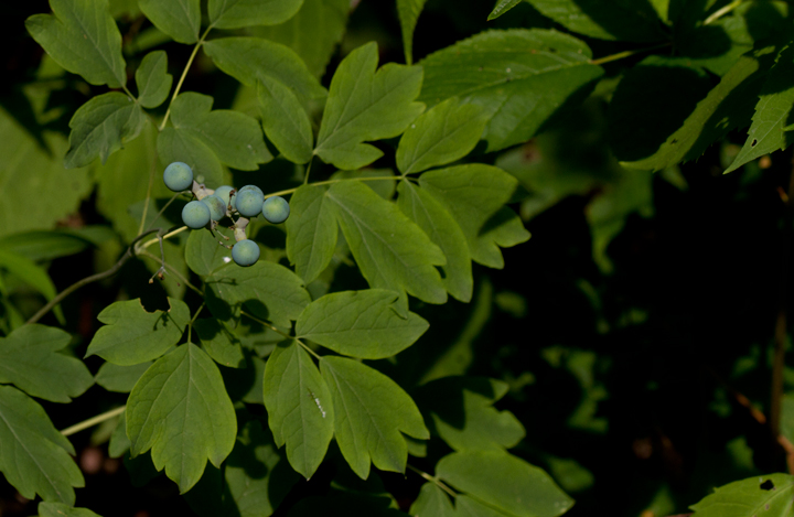 Blue Cohosh with fruit in Garrett Co., Maryland (7/8/2012). Photo by Bill Hubick.