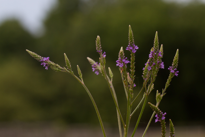 Swamp Verbena, also known as Blue Vervain, in Anne Arundel Co., Maryland (7/15/2012). Photo by Bill Hubick.