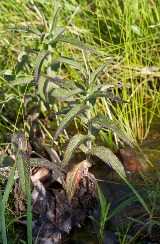 Boneset in Baltimore Co., Maryland (7/1/2012). Photo by Bill Hubick.