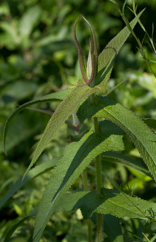 Boneset in Dorchester Co., Maryland (6/17/2012). Photo by Bill Hubick.