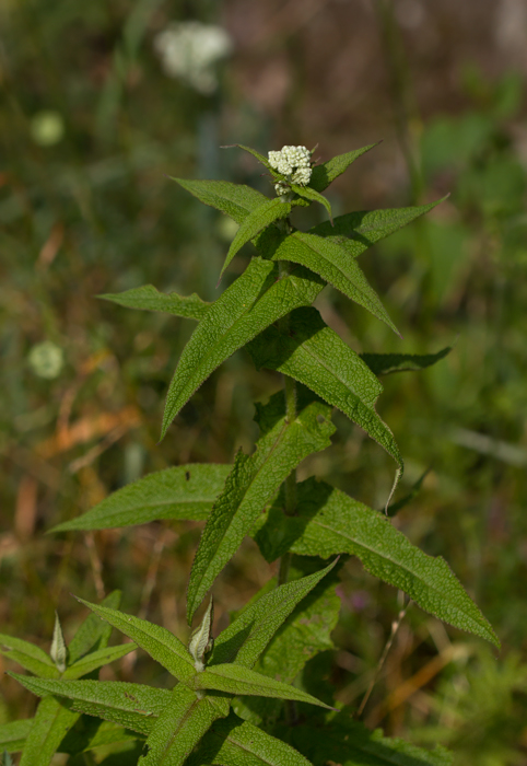Boneset in Garrett Co., Maryland (7/8/2012). Photo by Bill Hubick.
