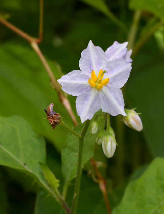 Carolina Horsenettle blooming in Worcester Co., Maryland (6/17/2012). Photo by Bill Hubick.