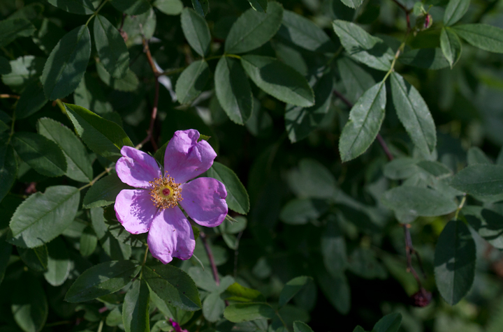 Carolina Rose blooming in Dorchester Co., Maryland (6/17/2012). Photo by Bill Hubick.