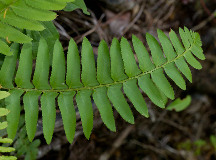 Christmas Fern in Garrett Co., Maryland (7/8/2012). Photo by Bill Hubick.