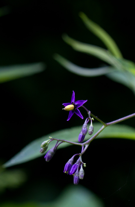 Climbing Nightshade in Garrett Co., Maryland (7/8/2012). Photo by Bill Hubick.