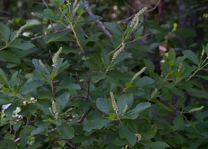Coastal Sweet Pepperbush in Dorchester Co., Maryland (6/17/2012). Photo by Bill Hubick.