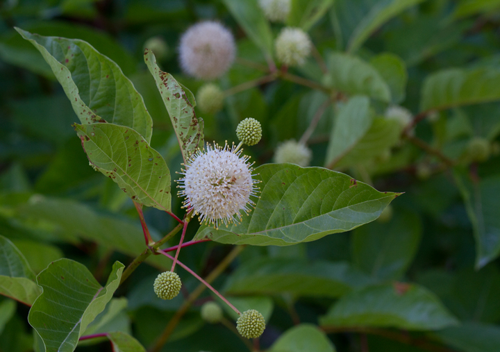 Common Buttonbush blooming in Dorchester Co., Maryland (6/17/2012). Photo by Bill Hubick.