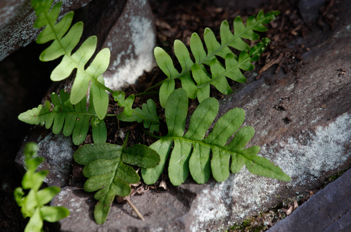 A Common Polypody fern in Allegany Co., Maryland (4/19/2008). Photo by Bill Hubick.