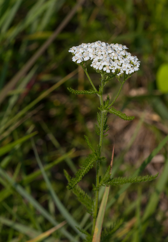 Common Yarrow in Baltimore Co., Maryland (7/1/2012). Photo by Bill Hubick.