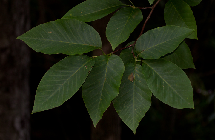 Cucumbertree in Garrett Co., Maryland (7/8/2012). Photo by Bill Hubick.
