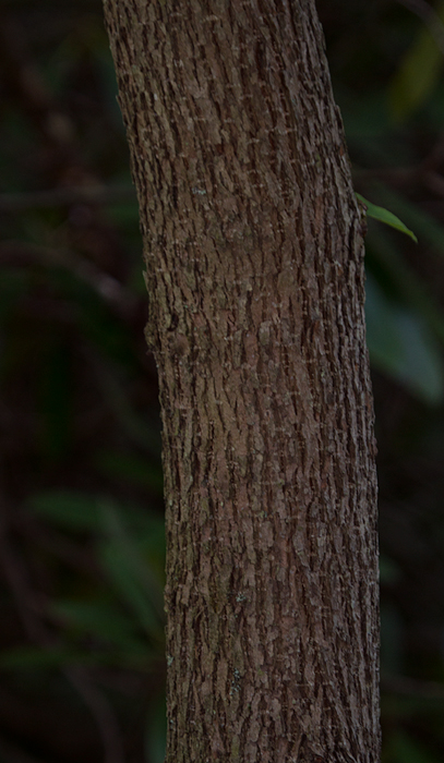 Cucumbertree in Garrett Co., Maryland (7/8/2012). Photo by Bill Hubick.
