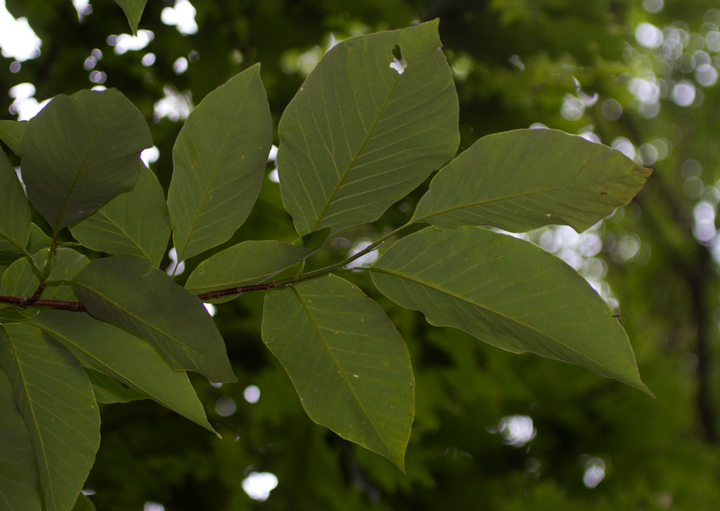 Cucumbertree in Garrett Co., Maryland (7/8/2012). Photo by Bill Hubick.
